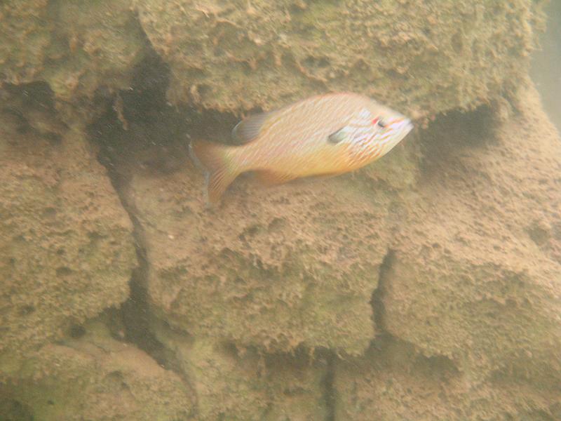 Scuba Table Rock 096.jpg